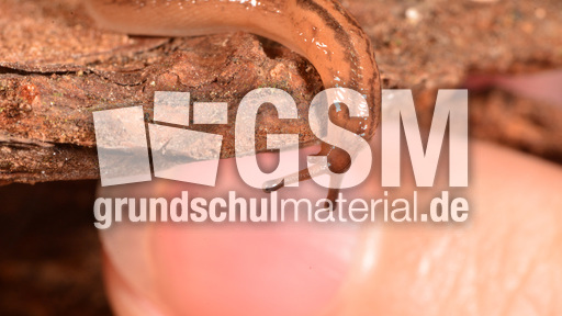 Tigerschnegel (3).jpg